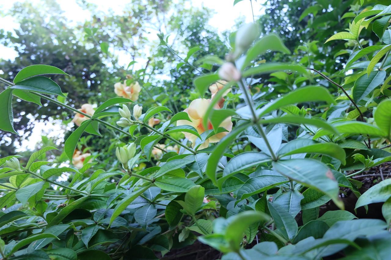 Samerdrow Khao Yai Mu Si Esterno foto